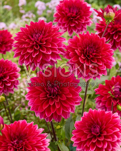 Dahlia Friendship Dahlia Friendship