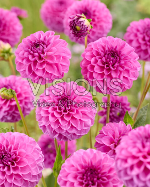 Dahlia Gipsy Night Pink Dahlia Gipsy Night Pink