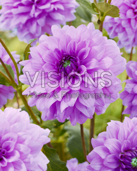 Dahlia Blue Boy