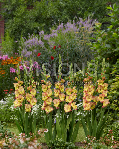 Gladiolus Conca Verde