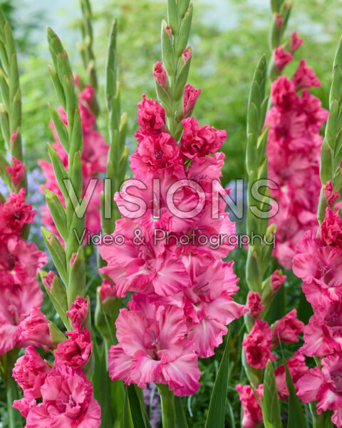 Gladiolus Sweet Love