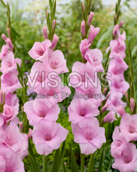 Gladiolus Orleans