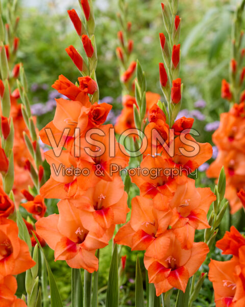 Gladiolus Jenny