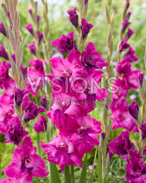 Gladiolus Showbird