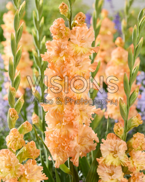 Gladiolus The Great Queen Elizabeth