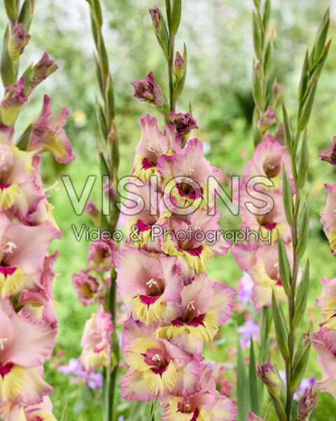 Gladiolus Sapporo