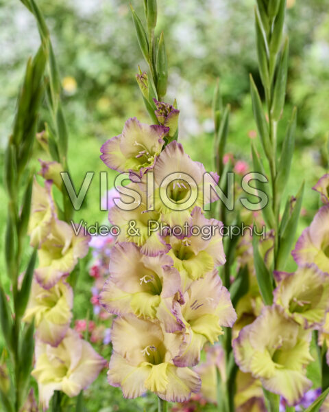 Gladiolus Moonlight Shadow