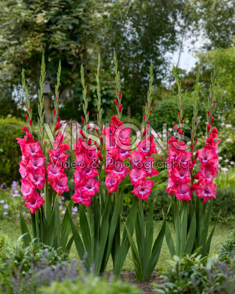 Gladiolus Lummiere