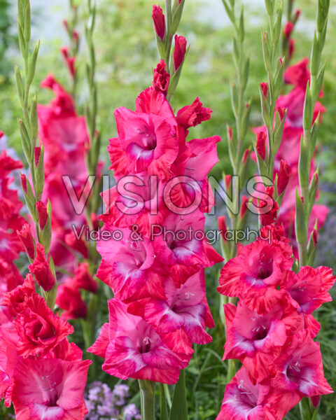 Gladiolus Lumiere Gladiolus Lumiere