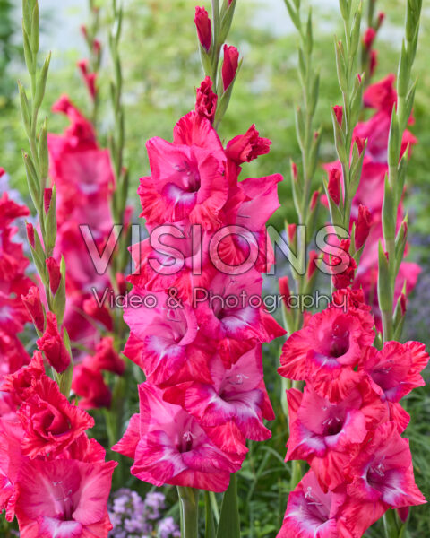 Gladiolus Lummiere