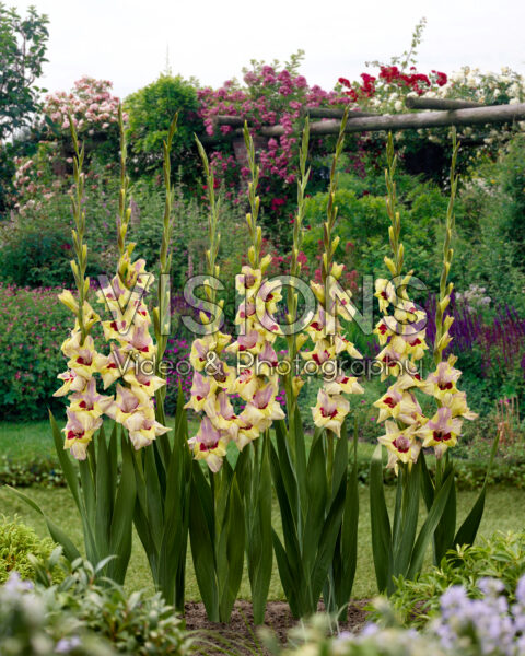 Gladiolus Oracle