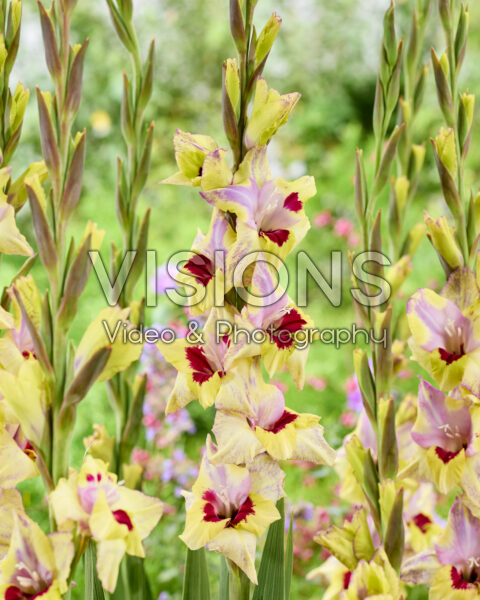 Gladiolus Oracle