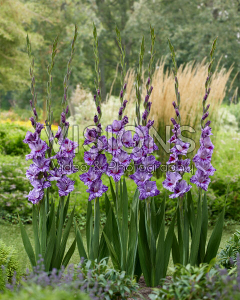 Gladiolus Passos