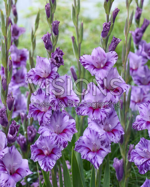 Gladiolus Passos