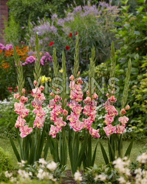 Gladiolus Quepo