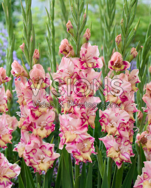 Gladiolus Quepo