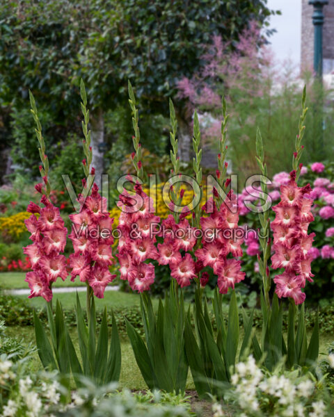 Gladiolus Cappuccino