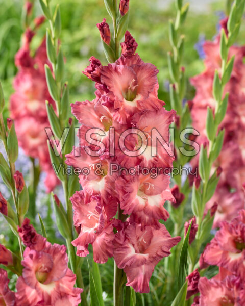 Gladiolus Tiramisu Gladiolus Tiramisu
