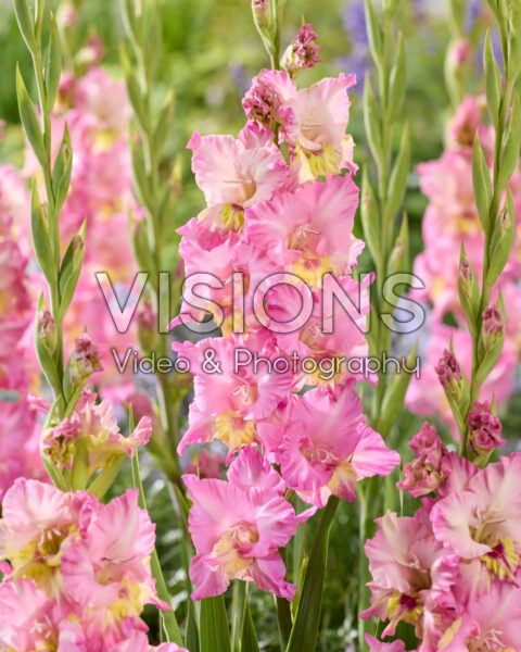 Gladiolus Happy Disco