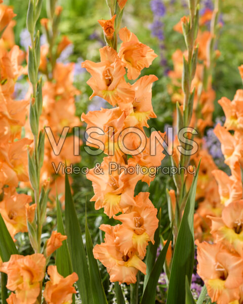 Gladiolus Olympic Flame