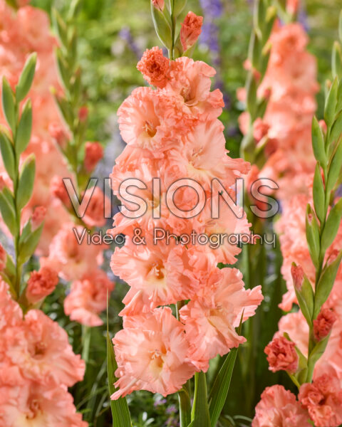 Gladiolus Blushed Look