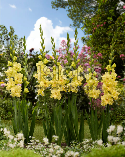 Gladiolus Burning Sunrays