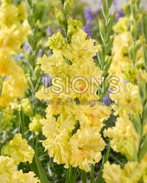 Gladiolus Burning Sunrays