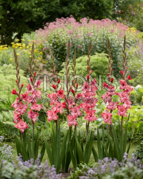 Gladiolus Strawberry Swirl