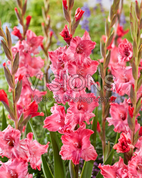 Gladiolus Strawberry Swirl