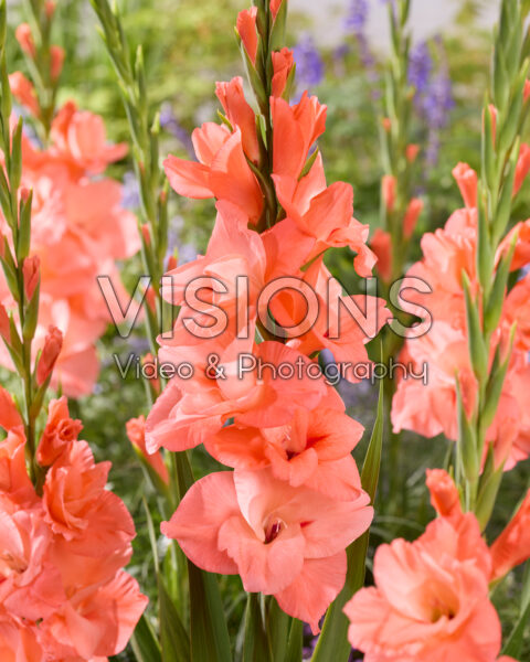 Gladiolus New Release