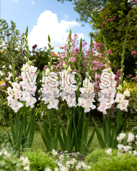 Gladiolus Norma Jean