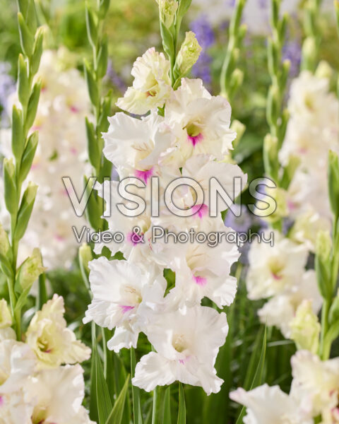 Gladiolus Norma Jean