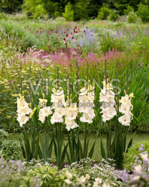 Gladiolus Amber