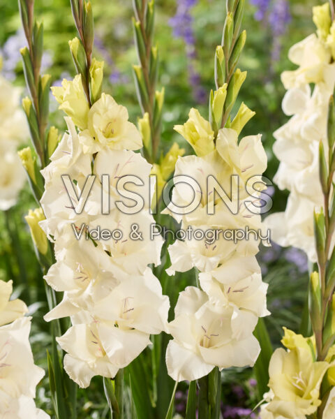 Gladiolus Amber