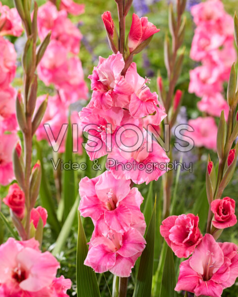 Gladiolus Pink Event