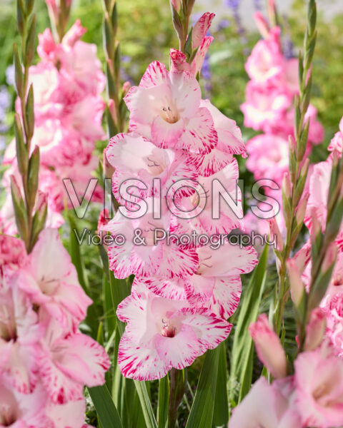 Gladiolus My Love