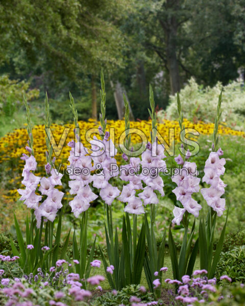 Gladiolus Blue Tropic