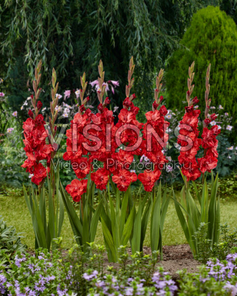 Gladiolus Velvet Raspberry