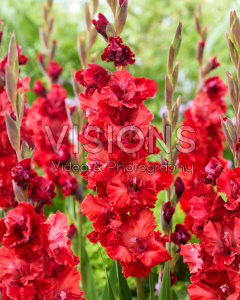 Gladiolus Velvet Raspberry