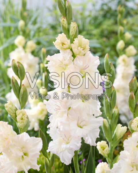 Gladiolus Ivory Perfection