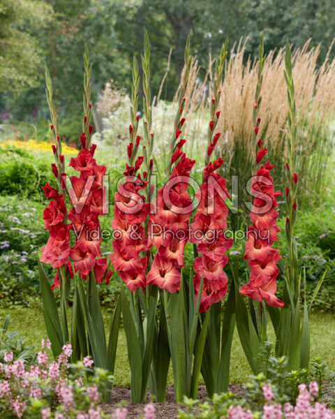 Gladiolus Mohican