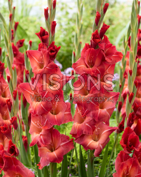 Gladiolus Mohican