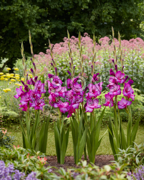 Gladiolus Dreamy Violet Gladiolus Dreamy Violet