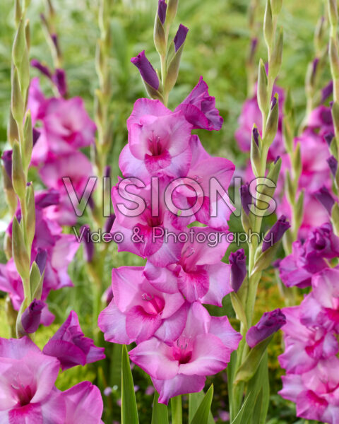 Gladiolus Dreamy Violet Gladiolus Dreamy Violet