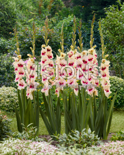 Gladiolus Amber Mistique Gladiolus Amber Mistique