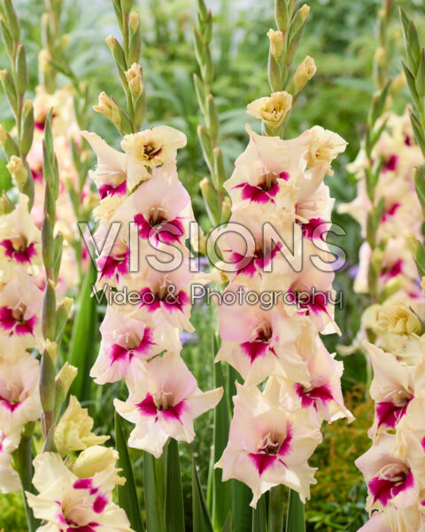 Gladiolus Amber Mistique