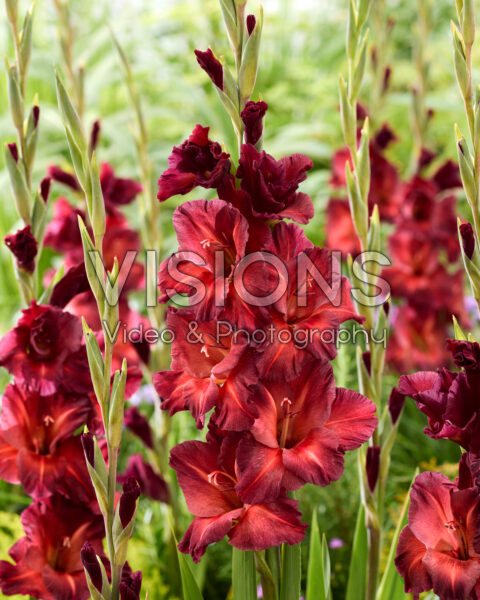 Gladiolus Chocolate