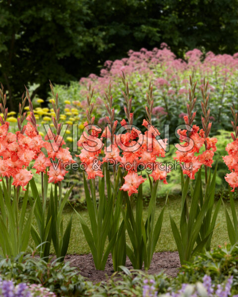 Gladiolus Flaming Sunset