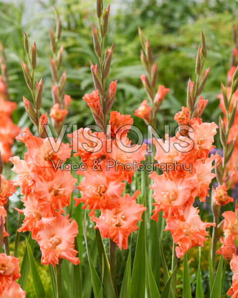 Gladiolus Flaming Sunset