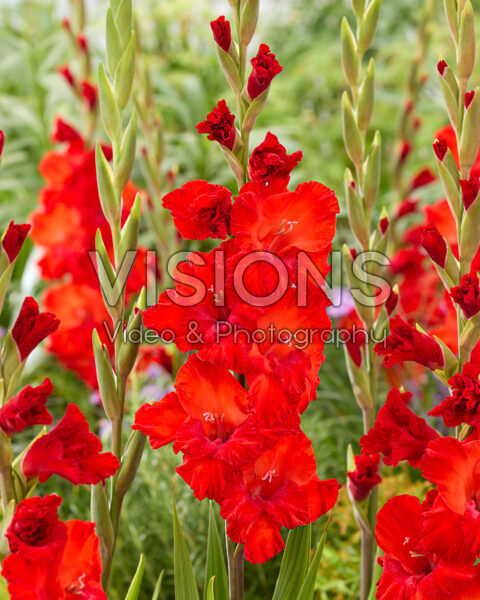 Gladiolus Tango Passion